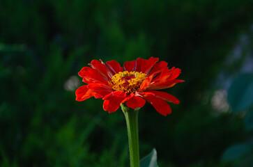 Wall Mural - Zinnia Elegans (Common Zinnia) in the garden on a summer day in the sun.