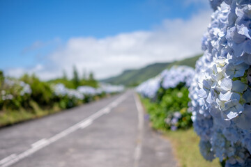 Wall Mural - Azores, Empty flowery road with beautiful hydrangea flowers in selective focus on the roadside in Lagoa Sete Cidades. São Miguel Island, in the Açores.