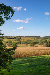 Wall Mural - Overlooking a cornfield and rolling Amish country farmland under a blue sky, with branches on the left side of frame