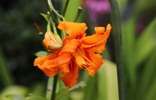 
Blooming Orange Lily In The Rain...