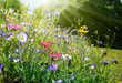 canvas print picture - wildblumenwiese natur schönheit sonne banner