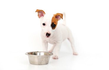 Wall Mural - a jack russell terrier puppy eats food or drinks water from a bowl on a white. 