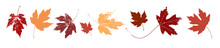 Autumn Maple Leaves, Orange Fall Leaf, Thanksgiving Or Halloween Design Elements In Orange Red And Yellow Autumn Colors, Seasonal Clip Art Or Design Elements For Border Or Background Illustrations