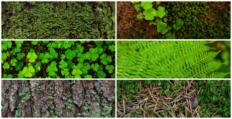 Wall Mural - Set of natural textures. Nature objects close-up: trunks and bark of trees, foliage of plants, fern and moss. Collection of panoramic backgrounds for design.