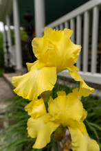 Yellow Bearded Iris, Selective Focus. Drops Of Moisture On Lat Spring Flower. 