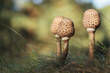 The parasol mushroom under the tree - macro details
