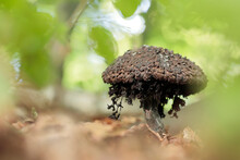 Strobilomyces Floccopus And Commonly Known As Old Man Of The Woods