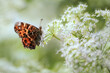 Spring butterfly  on white flower - macro details