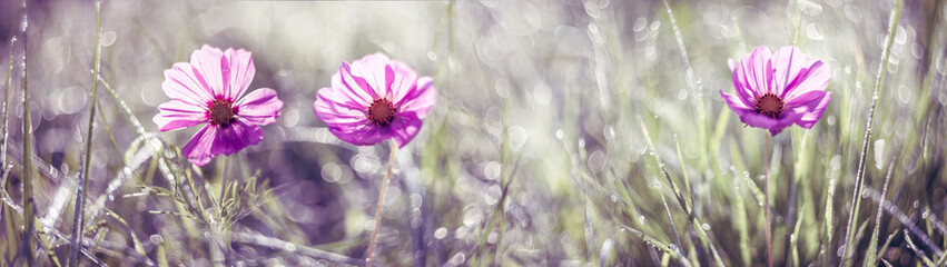 dewy flowers and grass with nice soft artistic bokeh