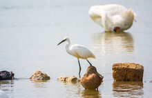 The Small White Heron Or Little Egret Stands In The Lake