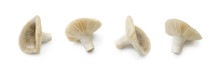 Russula Cyanoxantha Wild Edible Mushroom Set Isolated On White Background 
