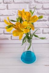 Bright yellow beautiful lily flowers bouquet stay in glass flask with blue water on white brick wall background on wooden table