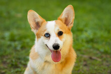 Obedience, Education Welsh Corgi With Different Eyes Color. Heterochromia Of The Iris In An Animal. Obedient Dog Training, Following Command To Sit