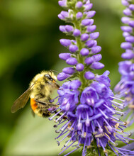 Honey Bee Collects Pollen From Purple Lupine Flower
