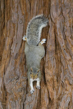 Eastern Gray Squirrel On Redwood Tree Trunk. Santa Clara County, California, USA.