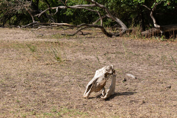 Old horse skull lying pn the ground in Letea Forest, Romania, the oldest natural reservation home to thousands of wild horses.
