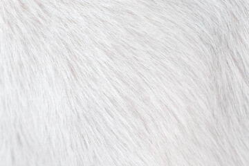 Wall Mural - Dog fur texture and soft short smooth patterns , animal hair white grey background