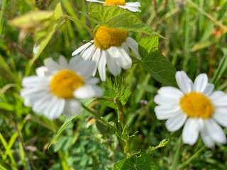 Sticker - daisy in the grass