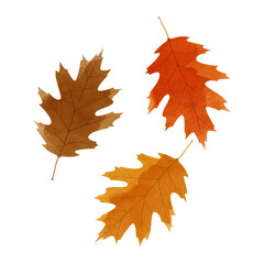 Wall Mural - Vector watercolor illustration of autumn red oak leaves isolated on background.
