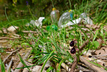 Early Spider Orchid // Frühblühende Busen-Ragwurz (Ophrys Mammosa) - Peloponnese, Greece