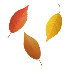 Wall Mural - Vector illustration of autumn leaves isolated on background.