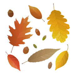 Wall Mural - Vector illustration of autumn leaves and acorn isolated on background.