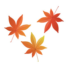 Wall Mural - 紅葉した秋のモミジのイラスト