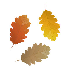 Wall Mural - Vector illustration of autumn oak leaves isolated on background.