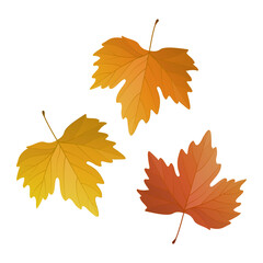 Wall Mural - Vector illustration of autumn maple leaves isolated on background.