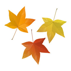 Wall Mural - Vector illustration of autumn sweet gum tree leaves isolated on background.
