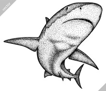 Vintage Engrave Isolated Saw Fish Illustration Killer Whale Ink Sketch. Wild Hammer Shark Background Line Dolphin Vector Art