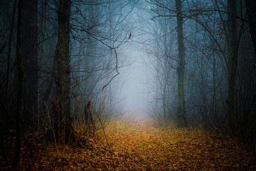 Wall Mural - Mysterious pathway. Footpath in the dark, foggy, autumnal, misty forest with high trees. Arch through an autumn forest with yellow leaves.