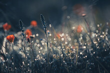 Wild Grass And Red Flowers With Morning Dew In The Forest At Sunrise.