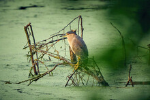 The Black-crowned Night Heron (Nycticorax Nycticorax), Commonly Night Heron