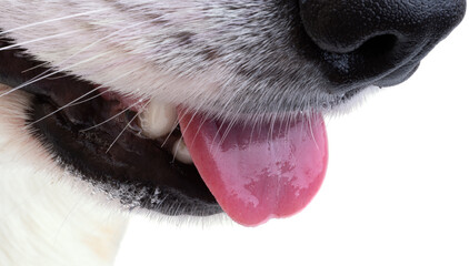 Canvas Print - muzzle corgi closeup isolated