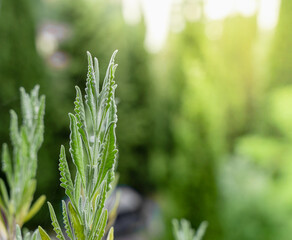 Lovely green plant on blurred garden background with copy space