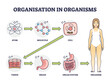 © VectorMine - Organisation in organisms with hierarchical level structure outline diagram. Labeled educational scheme with atom, molecule, cell and tissue microscopic example and organ systems vector illustration.