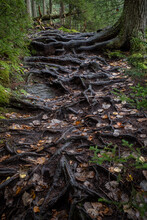 A Brambly Trail Of Gnarled Tree Roots In A Lush Forest In Vermont