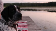 Portrait Of German Shorthaired Pointer Dog At Calm Sunset At A Lake.