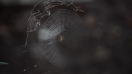 The spider on the web is preparing to weave. A web in the wind with a spider