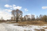 Fototapeta Pomosty - Large tree on hill with melting snow and dry grass on thawed areas , nature landscape in early spring