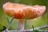 Fototapeta  - grzyb w lesie, grzyb z bliska,
mushroom in the forest, mushroom close up, sezon na grzyby
