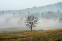 Morning Thung Kamang In The Morning Golden Meadows And Sea Of Mist. Thung Kamang Wildlife, Chaiyaphum, Thailand..