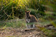 Cute and beautiful wild wallaby in a bush at Freycinet national park Tasmania Australia