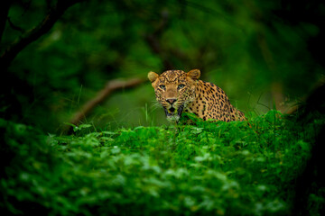 Wall Mural - indian wild male leopard or panther face closeup or portrait in natural monsoon green during outdoor jungle safari at forest of central india asia - panthera pardus fusca