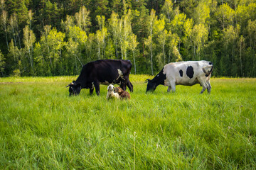 Pets, cows, sheep in a meadow in summer against a background of trees.