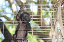Young Geoffroy's Spider Monkey (Ateles Geoffroyi) In A Cage With Wire Mesh Climbing Up The Bars