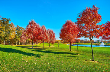 Poster - The lush red maples on the meadow at the pond