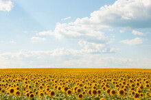 Field Of Sunflowers And Blue Sun Sky
