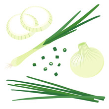 Vector Illustration Of Green Onion. Set Of Onion